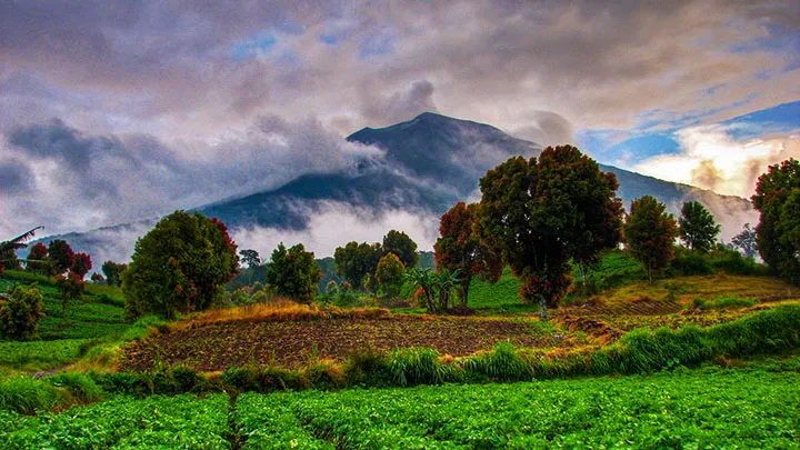02 kerinci agriculture