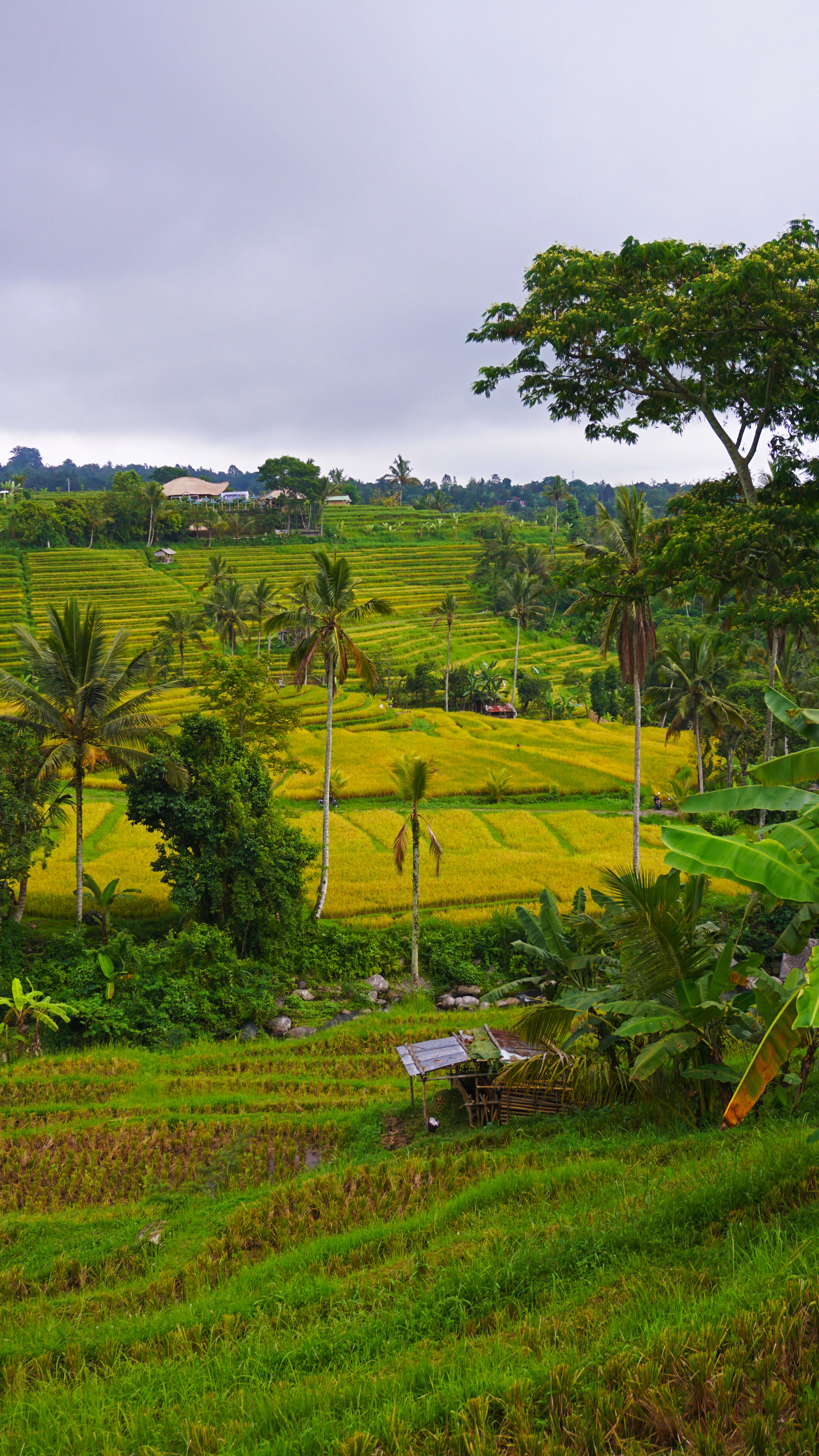 05 Jatiluwih Rice Terrace Subak Jatiluwih Tabanan Bali 04