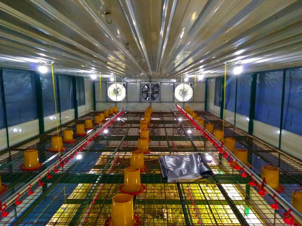 Ayam broiler di dalam kandang tertutup modern sumber berdikaripoultry com