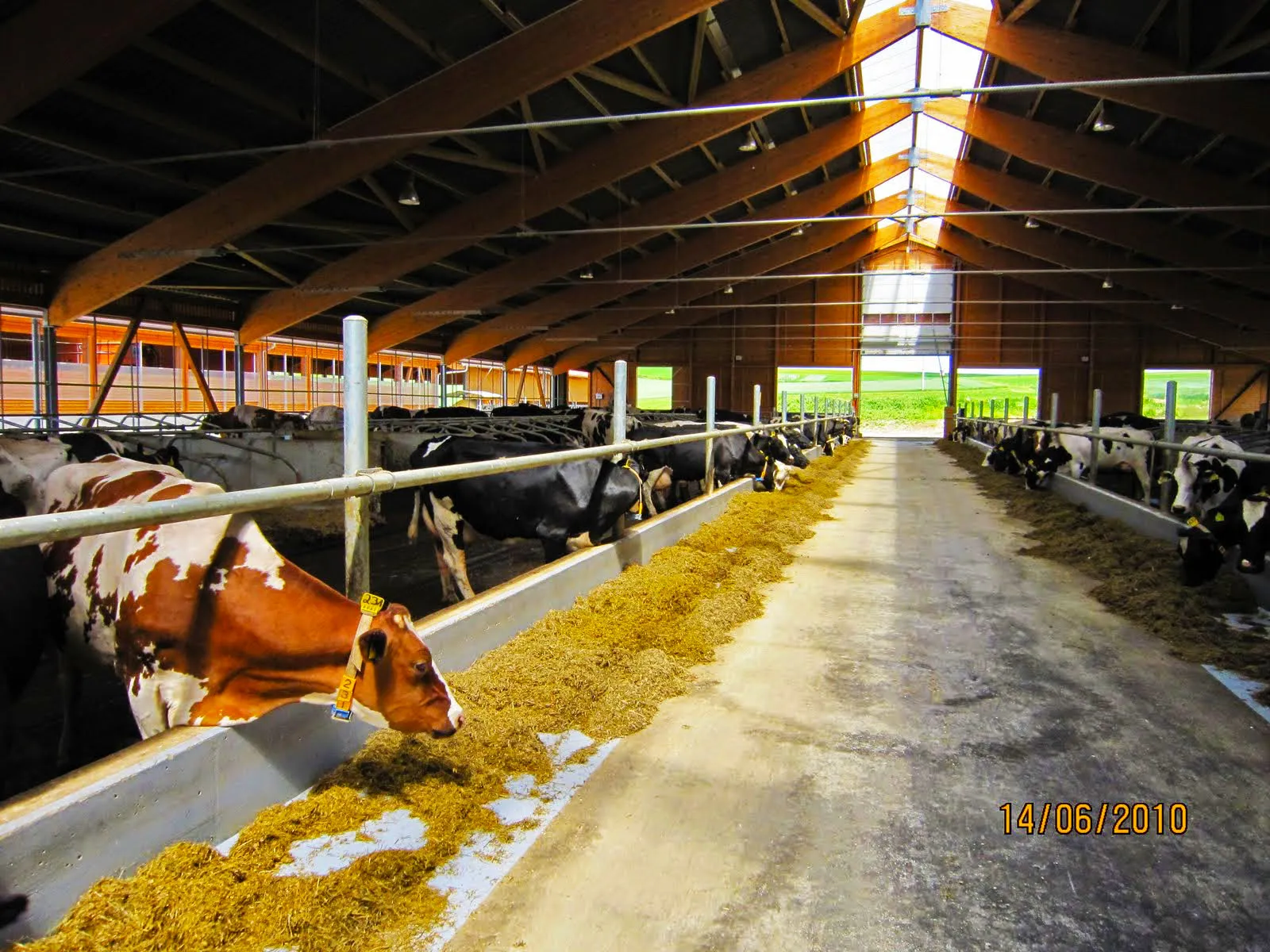 Sapi perah berbaris di kandang modern yang bersih